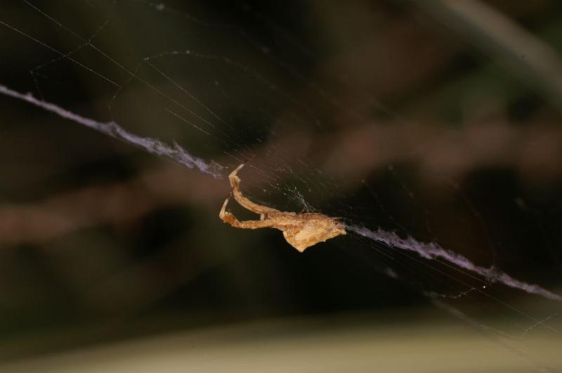 Uloborus_barbipes_D7168_Z_90_Kidmans camp_Australie.jpg